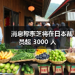 消息称东芝将在日本裁员超 3000 人(图1) 消息称东芝将在日本裁员超 3000 人(图1)