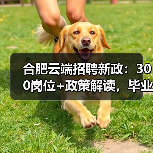 合肥云端招聘新政：300岗位+政策解读，毕业生如何把握？（图3）